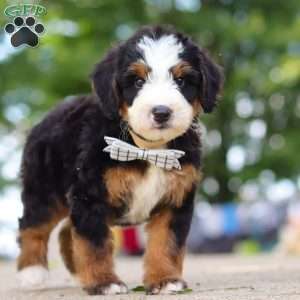 Bad bad Leroy Brown, Mini Bernedoodle Puppy